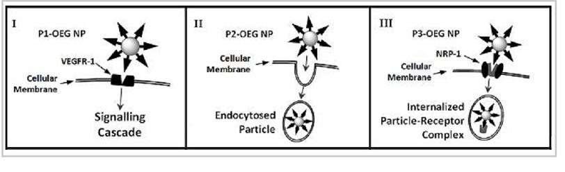 Receptor-Mediated Interactions